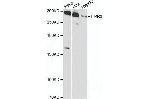 Western blot analysis of extracts of various cell lines, using ITPR3 antibody (ABIN6132120, ABIN6142616, ABIN6142617 and ABIN6216547) at 1:3000 dilution. (ITPR3 anticorps  (AA 1630-1870))