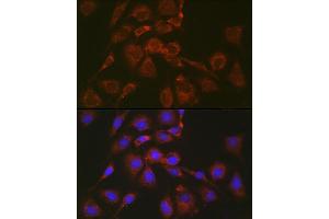 Immunofluorescence analysis of NIH/3T3 cells using BOK Rabbit pAb (ABIN7265866) at dilution of 1:100 (40x lens).