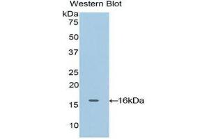 Western Blotting (WB) image for anti-Oncomodulin (OCM) (AA 1-109) antibody (ABIN1860096)