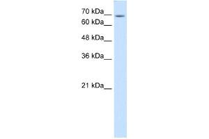 WB Suggested Anti-USP48 Antibody Titration:  0. (USP48 anticorps  (C-Term))