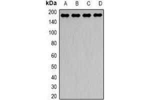 Western blot analysis of Dynactin 1 expression in Hela (A), HepG2 (B), mouse brain (C), mouse lung (D) whole cell lysates. (Dynactin 1 anticorps)