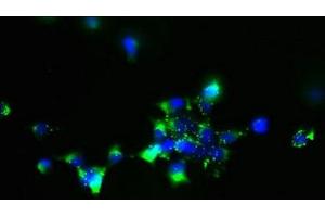 Immunofluorescent analysis of 293 cells using ABIN7170203 at dilution of 1:100 and Alexa Fluor 488-congugated AffiniPure Goat Anti-Rabbit IgG(H+L)