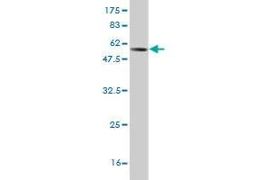 Western Blot detection against Immunogen (57.
