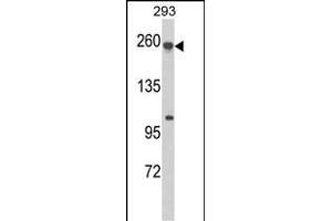 Western blot analysis of ABCC5 Antibody (Center) (ABIN652519 and ABIN2842348) in 293 cell line lysates (35 μg/lane). (ABCC5 anticorps  (AA 625-652))