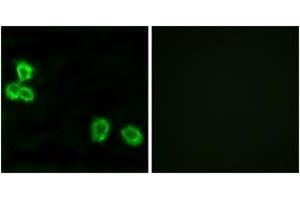 Immunofluorescence analysis of MCF7 cells, using BAI1 Antibody. (BAI1 anticorps  (AA 691-740))