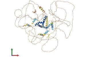 AlphaFold protein structure predicition of Human Recombinant BBX Protein, UniprotID Q8WY36