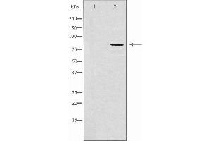 Western blot analysis of extracts from HeLa using MARK3 antibody.