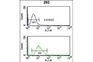 CDC14B Antibody (Center) (ABIN653024 and ABIN2842645) flow cytometry analysis of 293 cells (bottom histogram) compared to a negative control cell (top histogram).