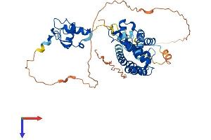 AlphaFold protein structure predicition of Human Recombinant RXRA Protein, UniprotID P19793