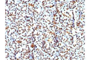 Formalin-fixed, paraffin-embedded human Pancreas stained with Histone H1 Mouse Monoclonal Antibody (AE-4)