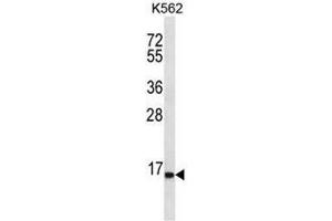 SPINK8 Antibody (C-term) western blot analysis in K562 cell line lysates (35µg/lane). (SPINK8 anticorps  (C-Term))