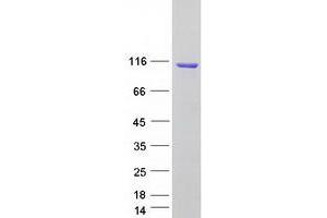 Validation with Western Blot