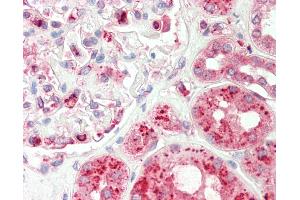 Anti-TRAM1 antibody IHC staining of human kidney.