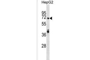 ARHG Antibody (N-term) (ABIN1539648 and ABIN2850202) western blot analysis in HepG2 cell line lysates (35 μg/lane). (ARHGAP40 anticorps  (N-Term))