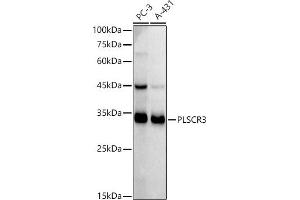 Western blot analysis of extracts of various cell lines, using PLSCR3 antibody (ABIN7269355) at 1:1000 dilution.