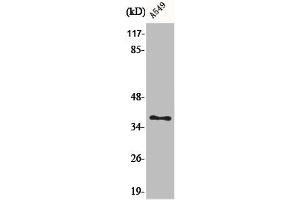 Western Blot analysis of A549 cells using AKR1CL2 Polyclonal Antibody (AKR1E2 anticorps  (Internal Region))