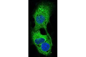 Immunofluorescence analysis of HepG2 cells using PLIN2 mouse mAb (green).