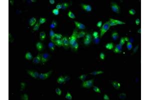 Immunofluorescence staining of Hela cells with ABIN7162786 at 1:66, counter-stained with DAPI.