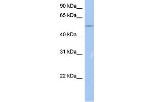 WB Suggested Anti-BC37295_3 Antibody Titration:  0. (ZNF835 anticorps  (N-Term))