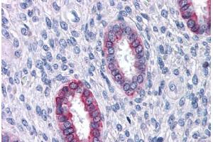 Anti-DPEP1 antibody  ABIN960763 IHC staining of human uterus.