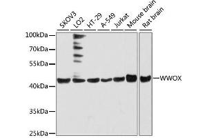 Western blot analysis of extracts of various cell lines, using WWOX antibody. (WWOX anticorps  (AA 1-120))
