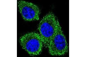 Immunofluorescence (IF) image for anti-Prolactin-Induced Protein (PIP) antibody (ABIN2996033) (PIP anticorps)