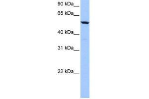 WB Suggested Anti-C18orf54 Antibody Titration: 0. (C18orf54 anticorps  (Middle Region))