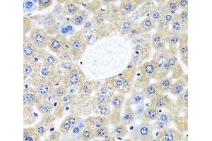 Immunohistochemistry of paraffin-embedded Mouse liver using CAMLG Polyclonal Antibody at dilution of 1:100 (40x lens).