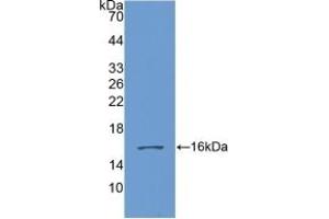 GDF6 anticorps  (AA 336-455)