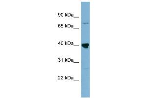 WB Suggested Anti-WDR55  Antibody Titration: 0. (WDR55 anticorps  (Middle Region))
