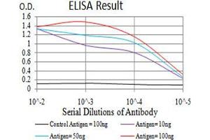 anti-Keratin 19 (KRT19) (AA 274-400) antibody