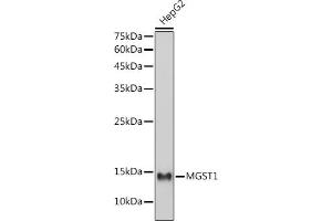 Western blot analysis of extracts of HepG2 cells, using MGST1 antibody (ABIN7268512) at 1:1000 dilution. (MGST1 anticorps)