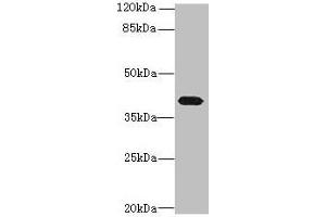 Western blot All lanes: PTAFR antibody at 4 μg/mL + Mouse lung tissue Secondary Goat polyclonal to rabbit IgG at 1/10000 dilution Predicted band size: 40 kDa Observed band size: 40 kDa
