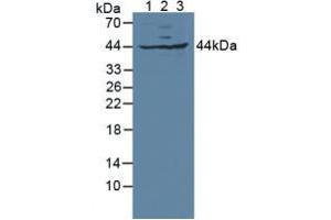 Figure. (GLRX3 anticorps  (AA 73-320))