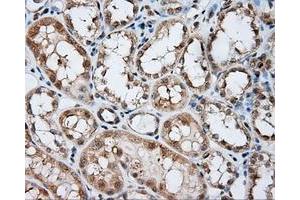 Image no. 1 for anti-Nitrilase Family, Member 2 (NIT2) antibody (ABIN1499737) (NIT2 anticorps)