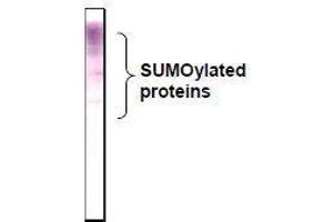 Western Blotting (WB) image for anti-Small Ubiquitin Related Modifier 2/3 (SUMO2/3) (full length) antibody (ABIN2452139) (SUMO2/3 anticorps  (full length))
