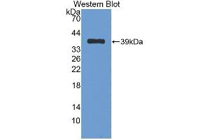 Detection of Recombinant NES1, Rat using Polyclonal Antibody to Nesfatin 1 (NES1) (NUCB2 anticorps  (AA 26-106))