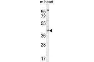 ZBTB42 Antibody (N-term) western blot analysis in mouse heart tissue lysates (35 µg/lane). (ZBTB42 anticorps  (N-Term))