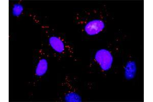 Proximity Ligation Analysis of protein-protein interactions between HSP90AB1 and FLNA.