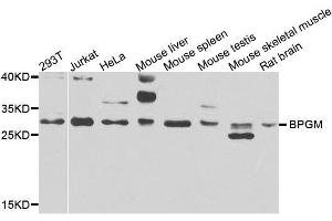 Western blot analysis of extracts of various cell lines, using BPGM antibody.