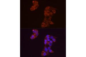 Immunofluorescence analysis of HepG2 cells using FGF1 Rabbit pAb (ABIN3021072, ABIN3021073, ABIN3021074 and ABIN6213939) at dilution of 1:50 (40x lens). (FGF1 anticorps  (AA 16-155))