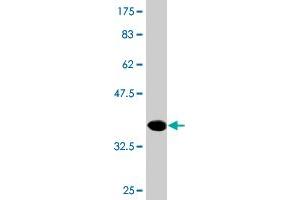 Western Blot detection against Immunogen (36.