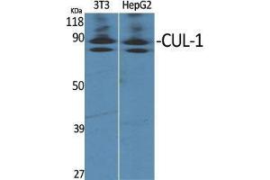 Western Blot (WB) analysis of specific cells using CUL-1 Polyclonal Antibody. (Cullin 1 anticorps  (C-Term))