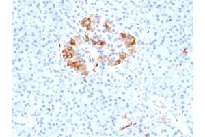 Formalin-fixed, paraffin-embedded human Pancreas stained with Ferritin, Light Chain Mouse Monoclonal Antibody (FTL/1387).