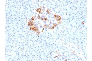 Formalin-fixed, paraffin-embedded human Pancreas stained with Ferritin, Light Chain Mouse Monoclonal Antibody (FTL/1387). (FTL anticorps  (AA 38-165))