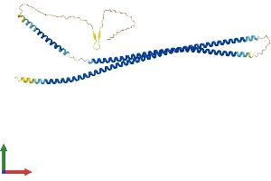 AlphaFold protein structure predicition of Human Recombinant KRT19 Protein, UniprotID P08727