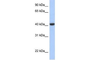 WB Suggested Anti-JUN Antibody Titration:  0. (C-JUN anticorps  (N-Term))