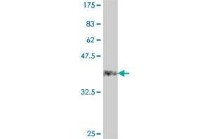 Western Blot detection against Immunogen (38.