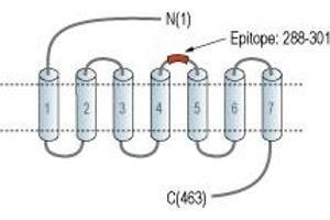 anti-Glucagon-Like Peptide 1 Receptor (GLP1R) (AA 288-301), (Extracellular Loop) antibody (PE)