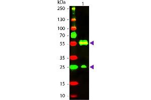 Western Blot of Texas conjugated Goat Anti-Armenian Hamster IgG secondary antibody. (Chèvre anti-Hamster arménien IgG (Heavy & Light Chain) Anticorps (Texas Red (TR)) - Preadsorbed)